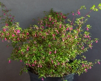Fuchsia microphylla